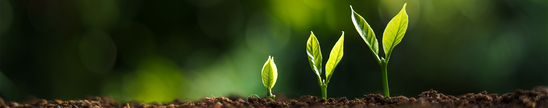 Budding plants grow larger from left to right in well-cultivated soil against a blurred background of contrasting green hues
